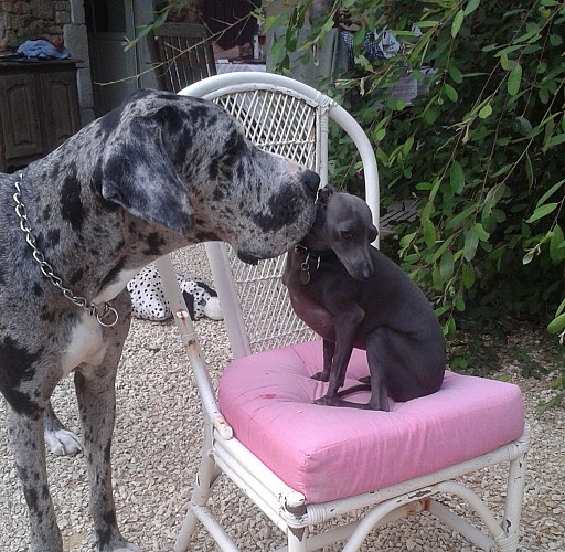 Les chiens de Maryse