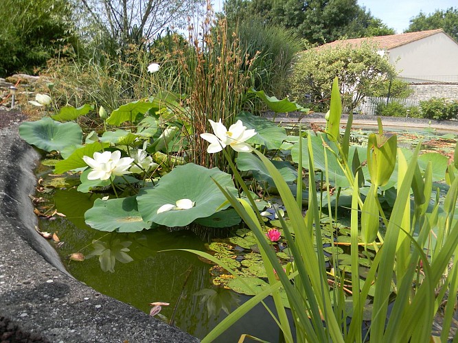 La pièce d'eau du jardin