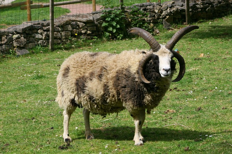 2. Jacob le mouton