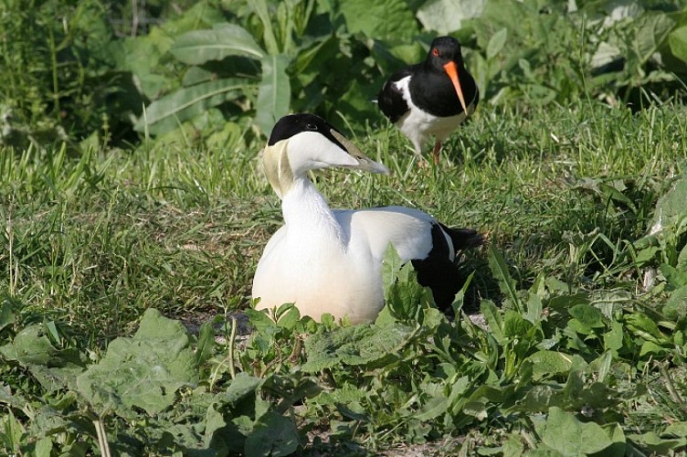 marais_poitevin_eider_hutrier (2)