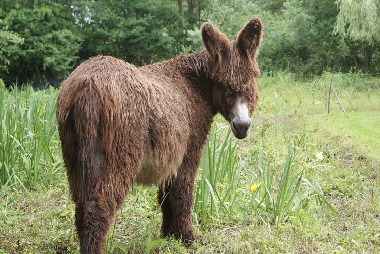 Le baudet du Poitou