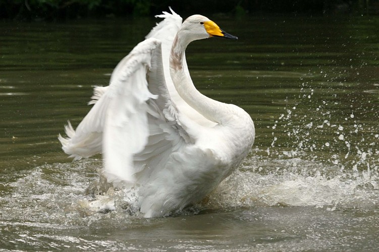 Cygne Chanteur