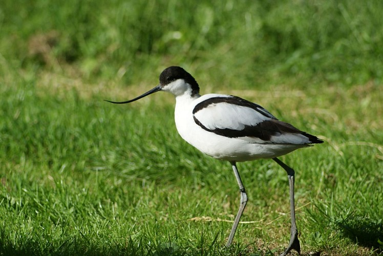 Le parc ornithologique "Les Oiseaux du Marais poitevin" à Saint-Hilaire-la-Palud