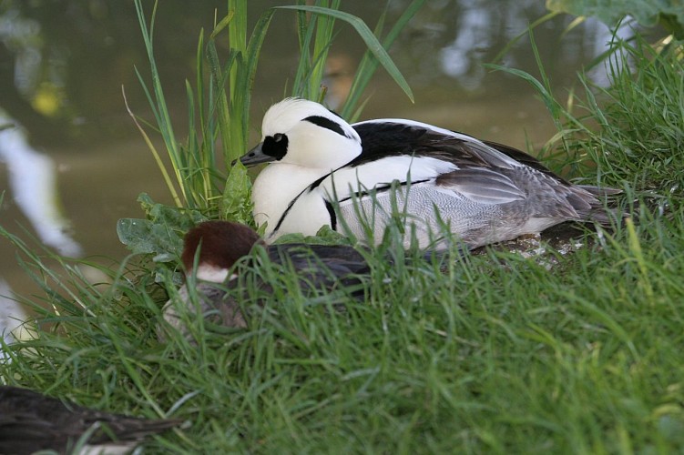 Une des 70 espèces d'oiseaux du Marais Poitevin présentes au parc