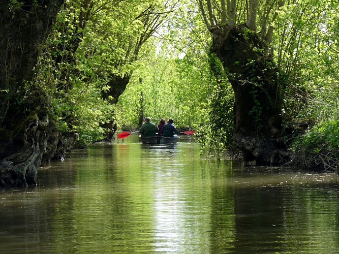Une cathédrale de verdure
