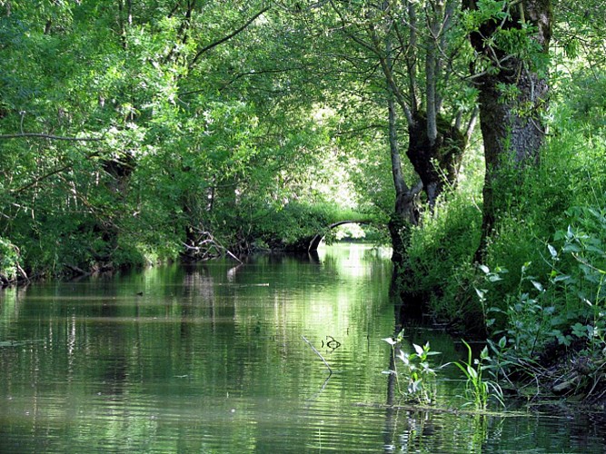 Une conche, voie d'eau du marais mouillé
