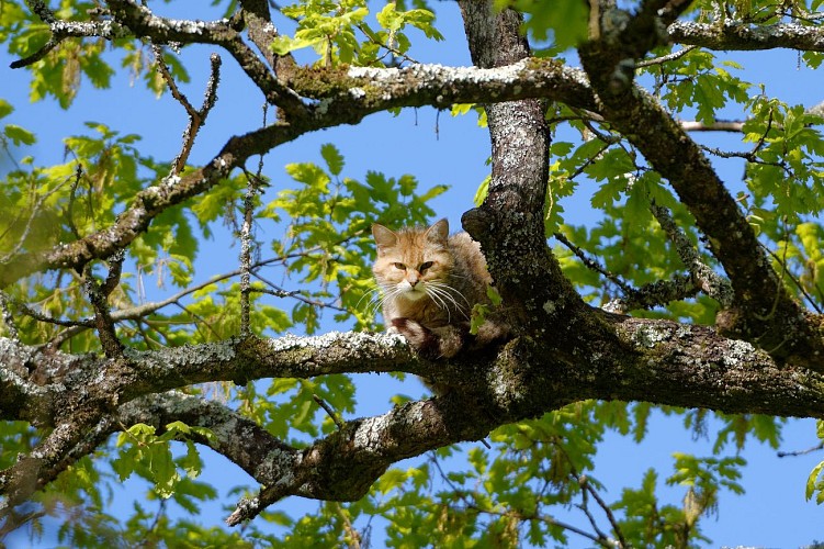 Parc animalier Zoodyssée