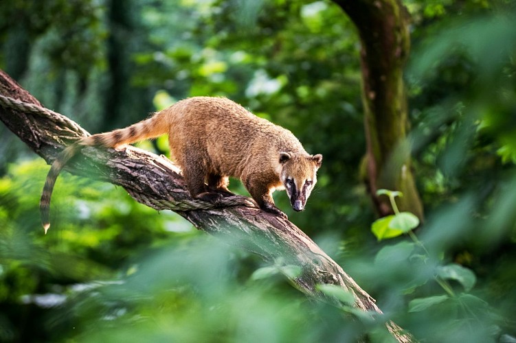 coatis roux