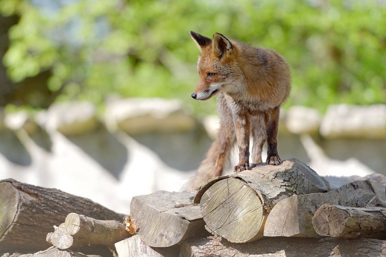 Parc animalier Zoodyssée
