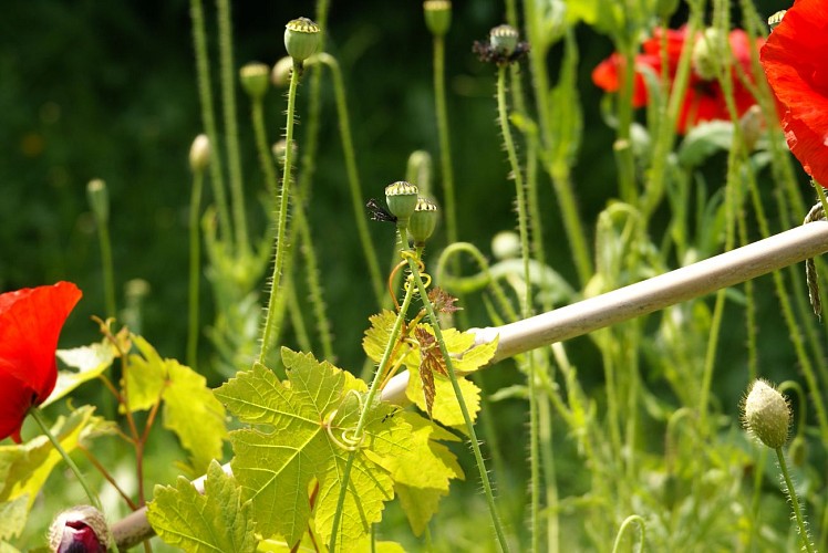 Val de Flore Soutiers 4.JPG_1