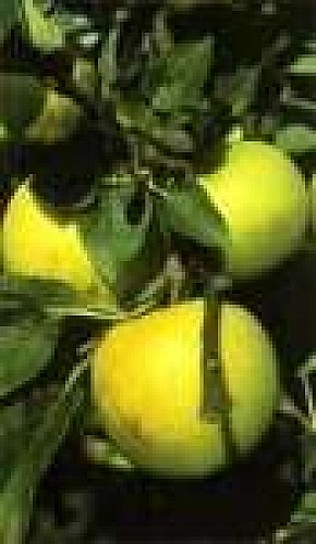 Verger Conservatoire des Croqueurs de Pommes