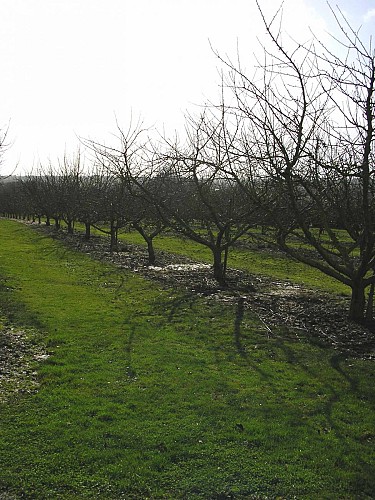 verger conservatoire 3.jpg_3