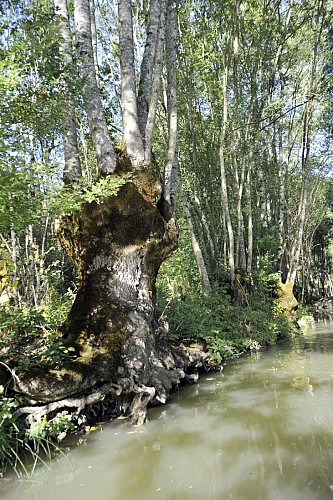 Saint-Hilaire-la-Palud, capitale du Marais sauvage