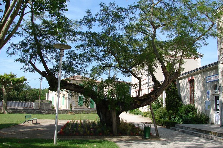 Saint-Hilaire-la-Palud, capitale du Marais sauvage