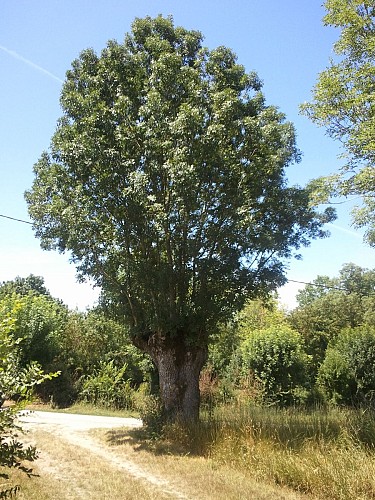 Le frêne-têtard classé