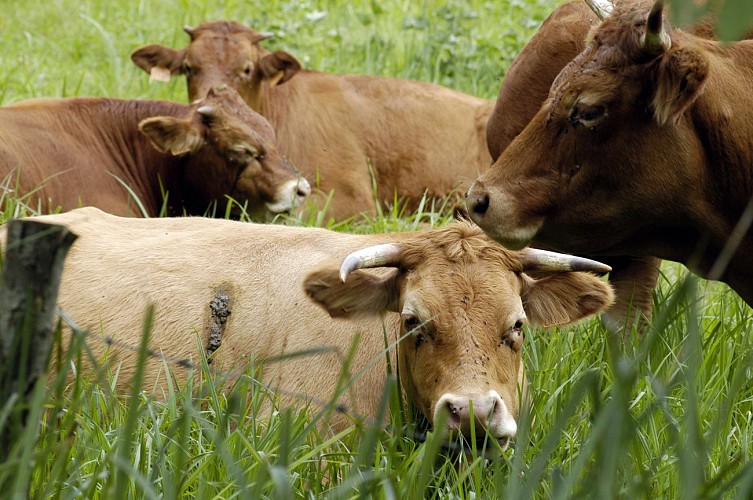 Le Bourdet et son Sentier de la Maraîchine