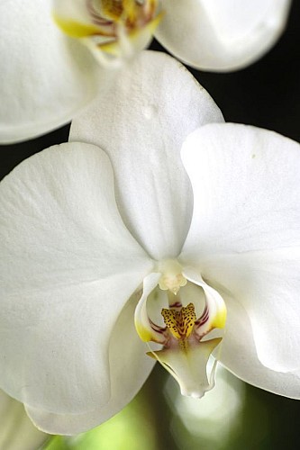 De frêles orchidées