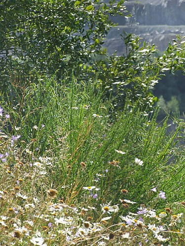 Laubreçais - S. Mattrat.jpg_6