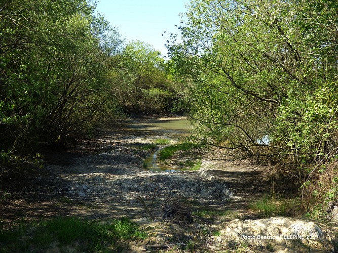 Photos-Bea-des-Landes-de-l-Hopiteau--2-