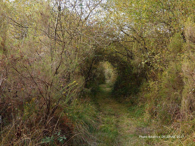 Photos-Bea-des-Landes-de-l-Hopiteau--1-