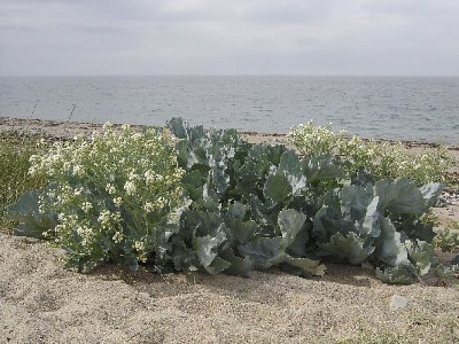 Quelques plantes du bord de mer
