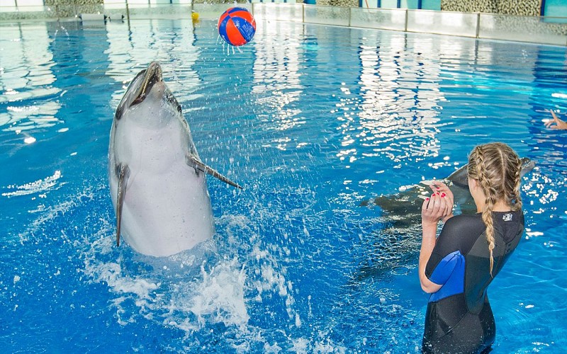 Dubai Dolphinarium: Dolphin & Seal Show VIP Tickets + Dolphin Encounter