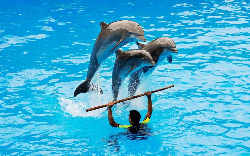 Dubai Dolphinarium: Dolphin & Seal Show VIP Tickets + Dolphin Encounter