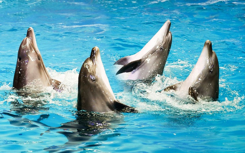 Dubai Dolphinarium: Dolphin & Seal Show VIP Tickets + Dolphin Encounter