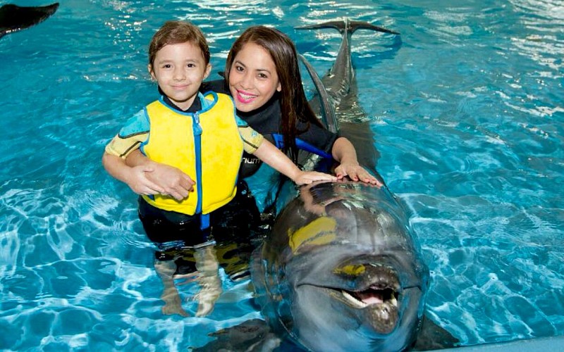 Dubai Dolphinarium: Dolphin & Seal Show VIP Tickets + Dolphin Encounter