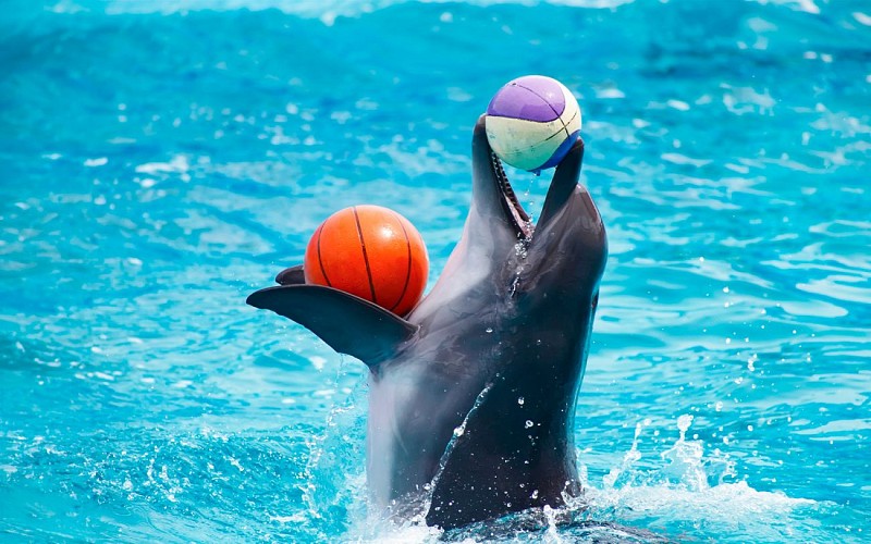 Dubai Dolphinarium: Dolphin & Seal Show VIP Tickets + Dolphin Encounter