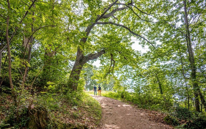 Colline de la Bergerie