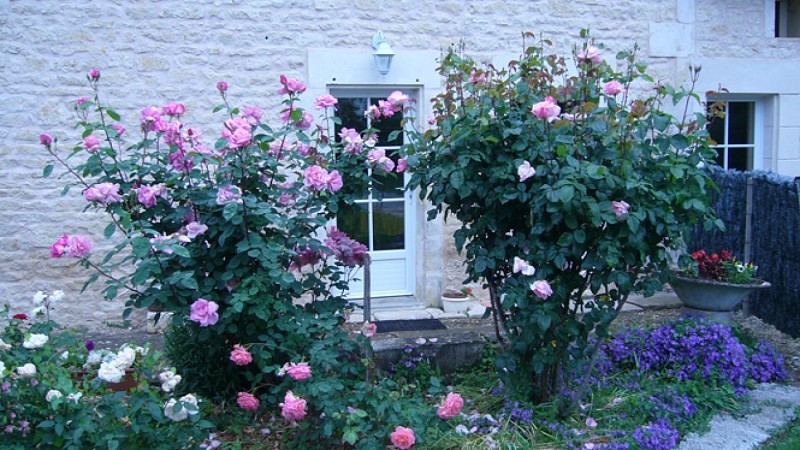 Le Petit Gîte de la Planche Coulonnaise à Coulon