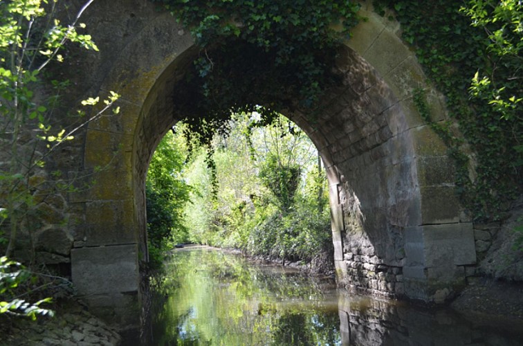 Une conche de la Venise Verte