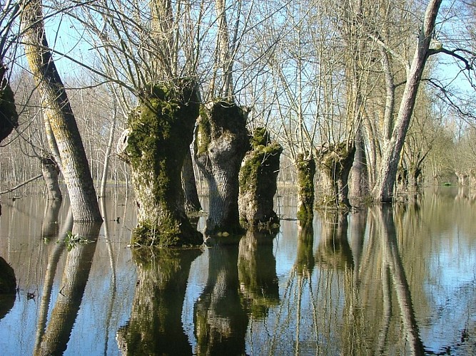 Paysage du marais mouillé