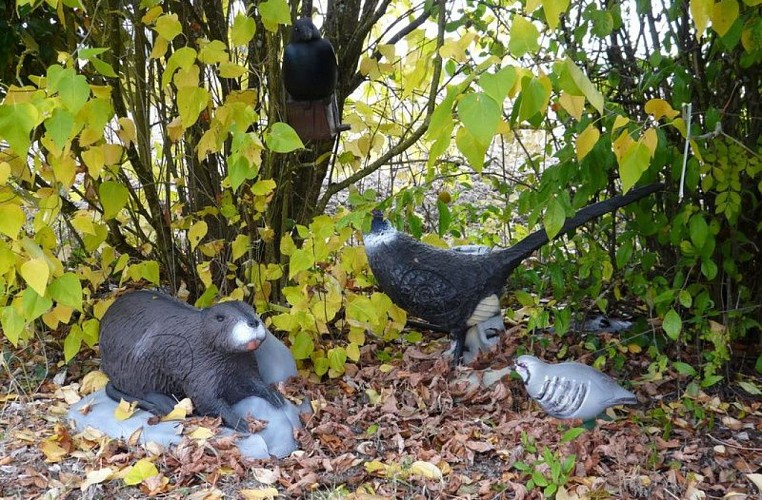 Le Bel Oiseau tir à l'arc