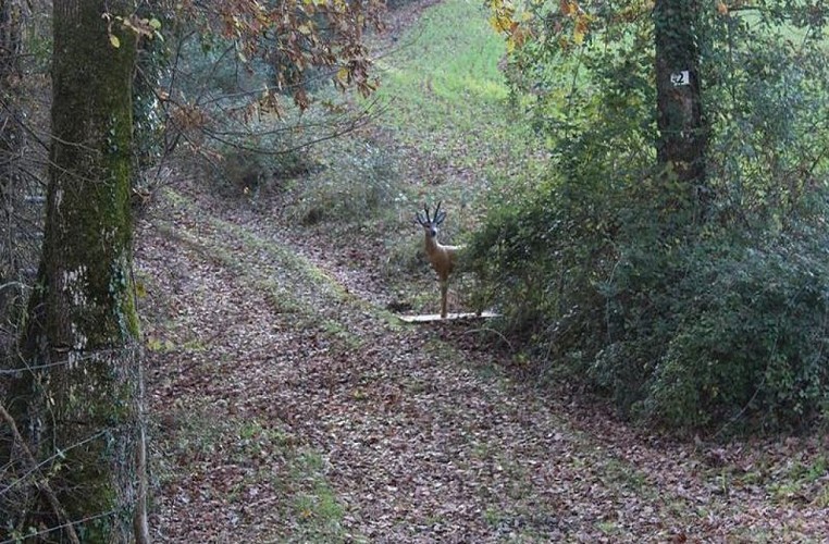 Le Bel Oiseau tir à l'arc