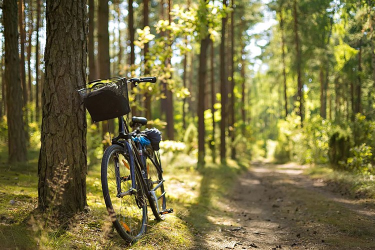 bike in the forest