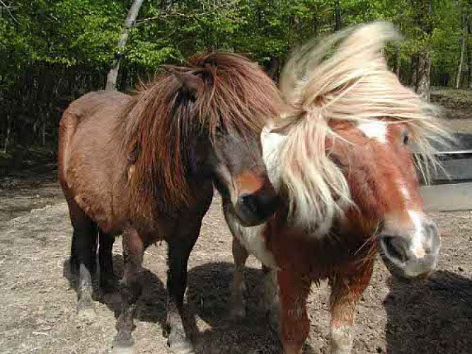 Les Ecuries du Gaudoux