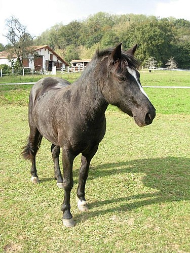 Centre equestre Gaujacq