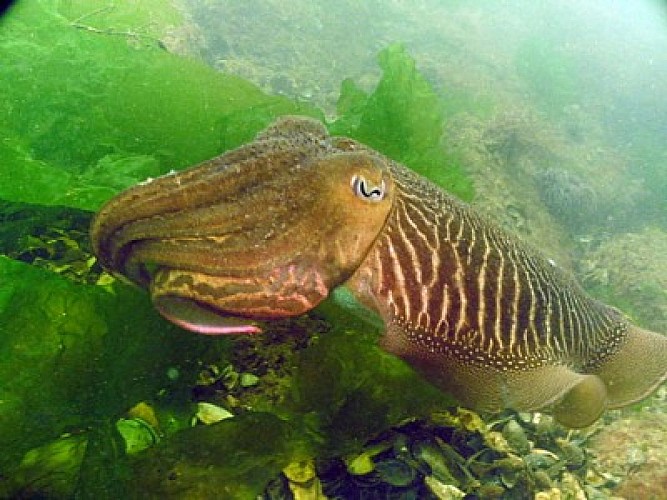 Lesaquanautes-Capbreton-OTILAS