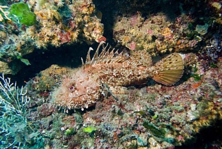 Lesaquanautes-Capbreton-OTILAS