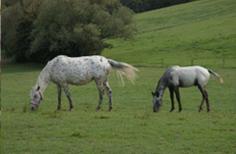 Centre Equestre - la Chevauchée des Vigneaux