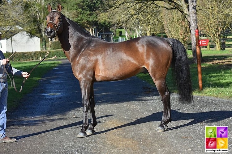 Centre-equestre-de-l-Hoste