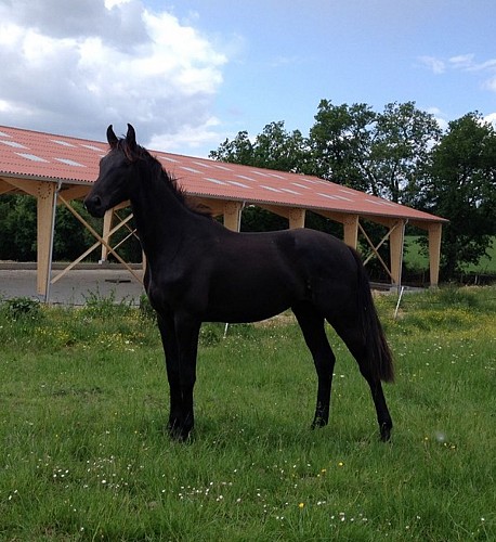Coeurdebastides_Pailloles_EquipementLoisirs_HarasdeSoulignac3_20160928 (800x600)