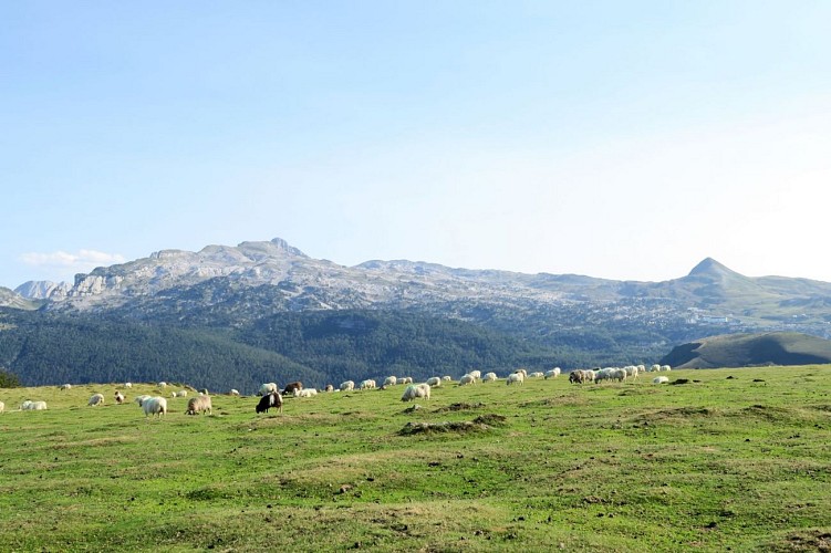 Randonnée pédestre au Pic Soulaing en vallée de Barétous