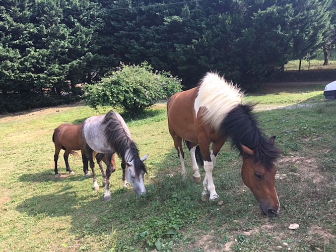 decouverte sempe lacarre chevaux