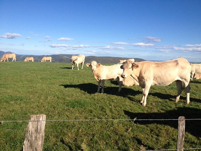 decouverte sempe lacarre vaches