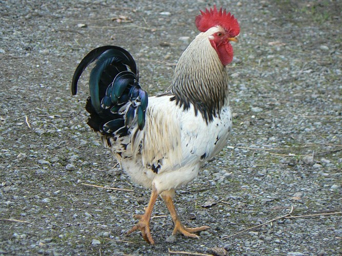 decouverte sempe coq lacarre