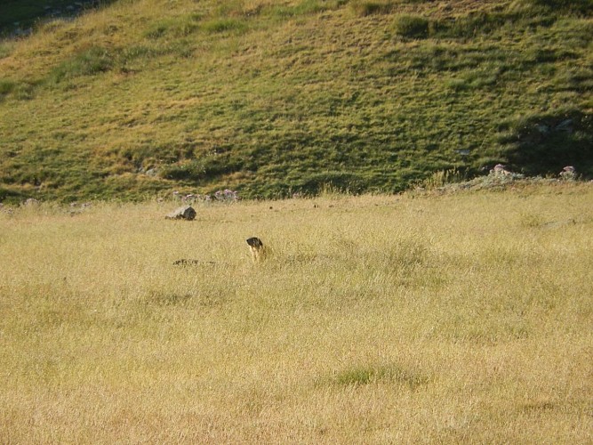 Naturaddict'64 - Observation de marmottes (Vernéjoul Guillaume)