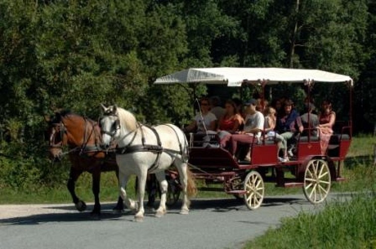 Balade en calèche